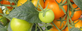 Tomaten