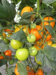Orangino eine ganz besondere Tomate