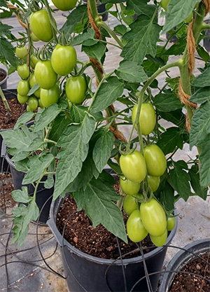 So reifen die Tomaten bei uns im Gewächshaus (Stand Juni)