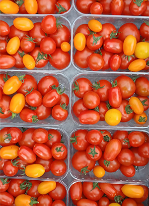 Erntezeit: Sonnig süße Tomaten ab 26. Juli